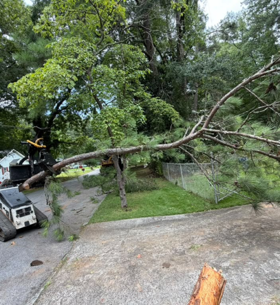 You must learn to monitor the trees of the houses, since as they can bring benefits for all who live around it, it can become a danger for us or for our community. We can avoid with good care and constant pruning, the total elimination of the trees.