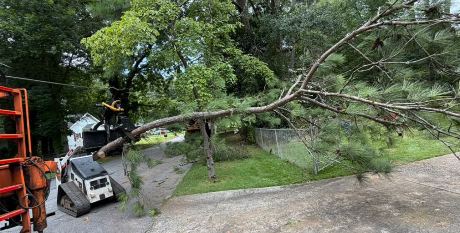You must learn to monitor the trees of the houses, since as they can bring benefits for all who live around it, it can become a danger for us or for our community. We can avoid with good care and constant pruning, the total elimination of the trees.
