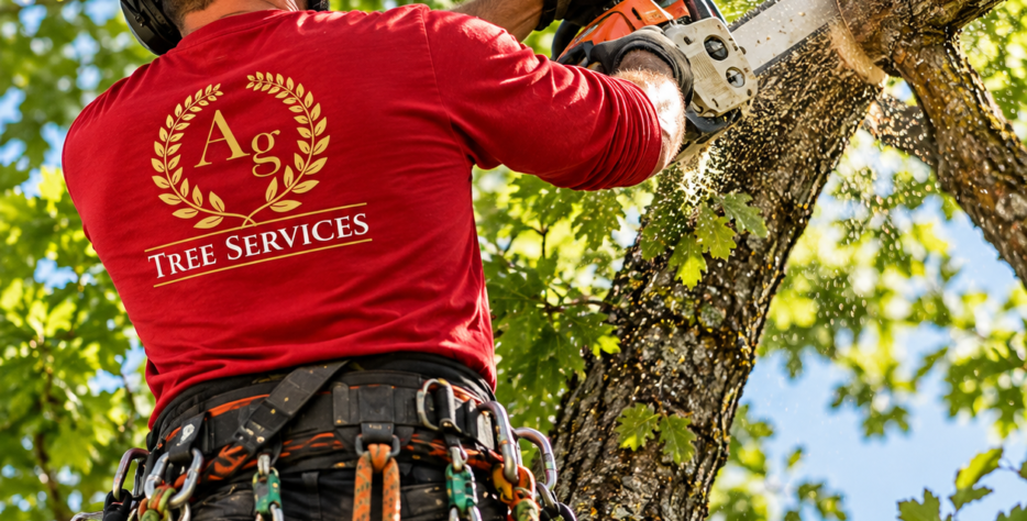 Improper pruning can cause lasting damage or even shorten the life of the tree.